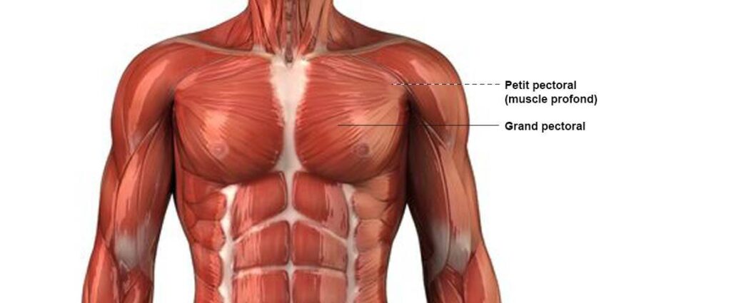 ANATOMIE ET FONCTION DES PECTORAUX