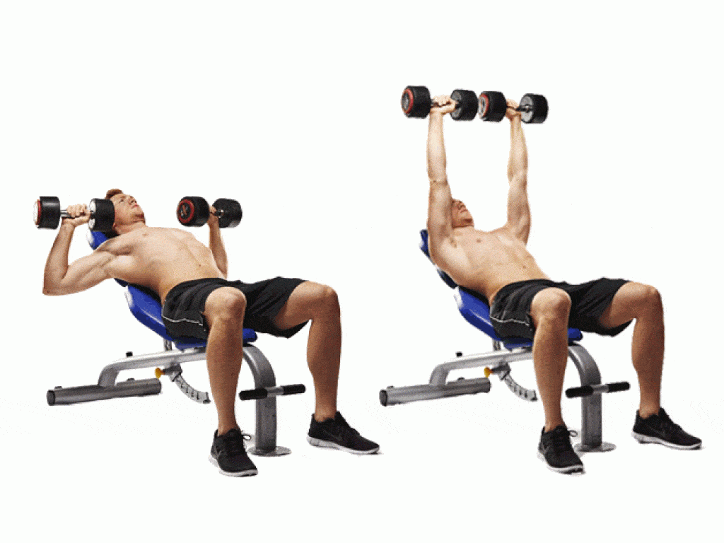 Développés inclinés des pectoraux avec haltères