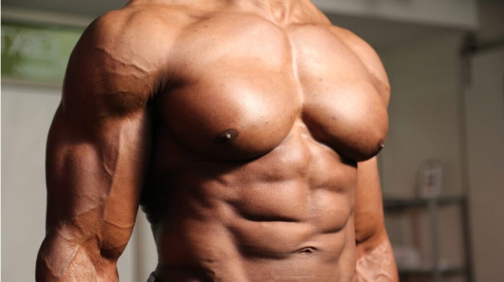 Quelle partie du torse donne l'impression d'être imposant ?