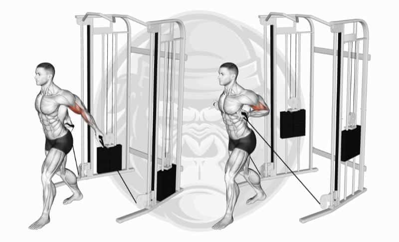 Meilleurs exercices pour biceps à tête longue - Bayesian Curls