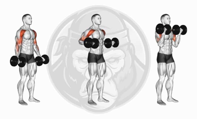 Meilleurs exercices pour les biceps avec tête longue - Flexion des haltères