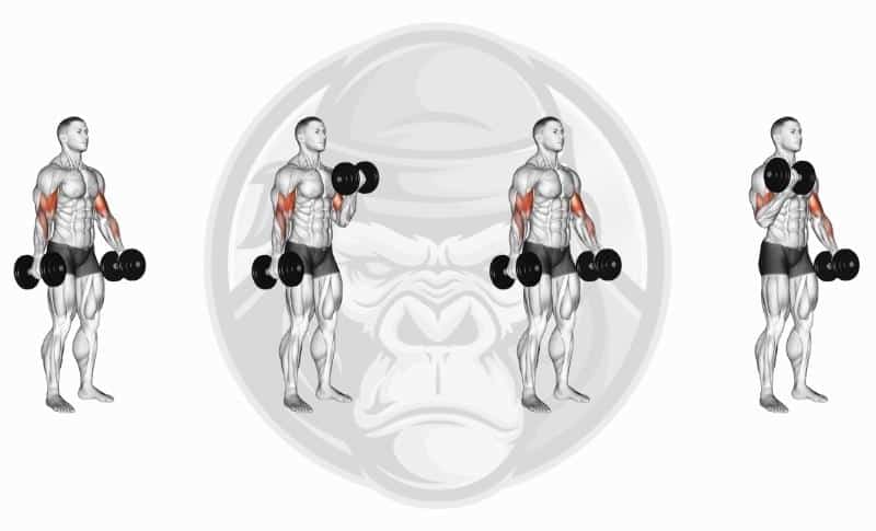 Meilleurs exercices pour biceps à tête longue - Flexion alternée des haltères