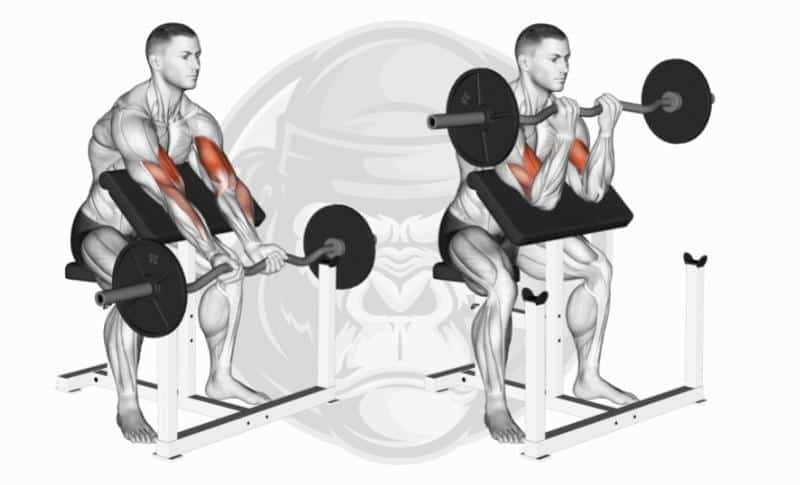 Meilleurs exercices pour biceps à tête longue - Preacher Curls à poignées étroites