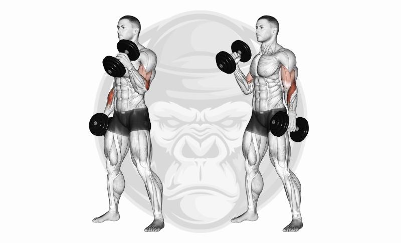 Meilleurs exercices pour les biceps à tête longue - Flexion des haltères