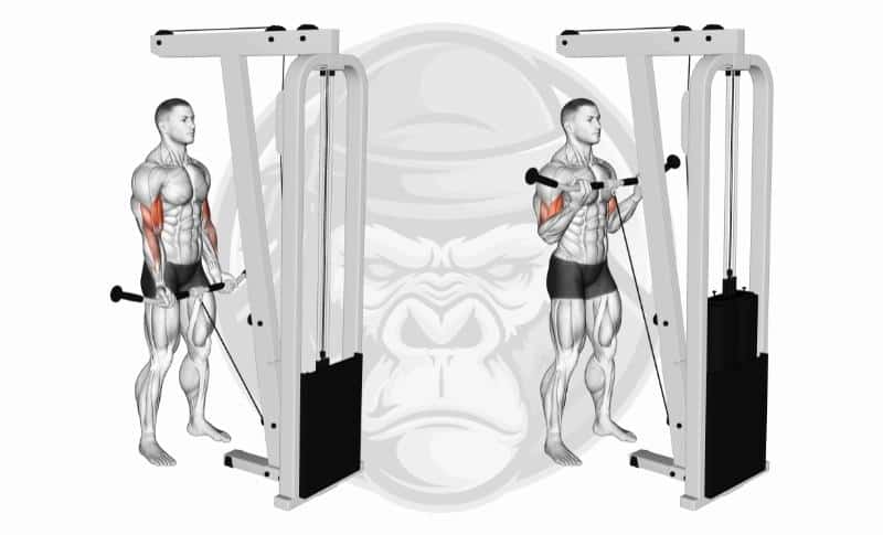 Meilleurs exercices pour les biceps à tête longue - Cable Curls