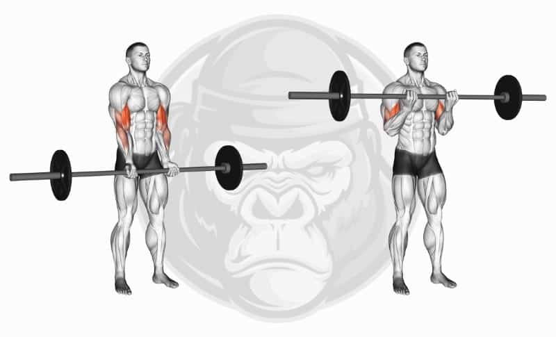 Meilleurs exercices pour biceps à tête longue - Flexion des haltères à poignée étroite