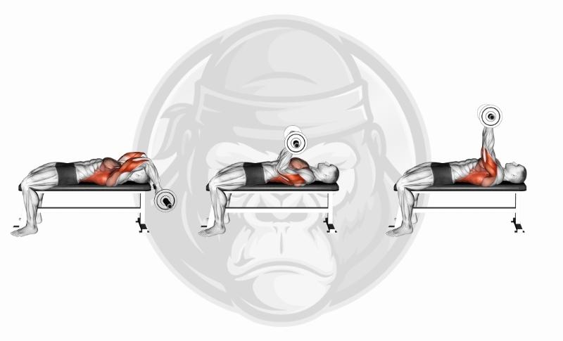 Meilleurs exercices pour le triceps avec tête médiale - Skullcrushers