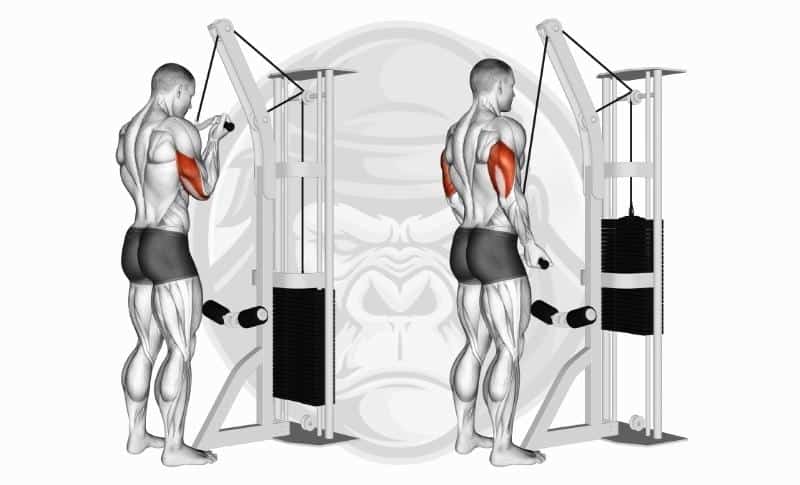 Meilleurs exercices pour triceps avec tête médiane - Poussées triceps avec prise inversée