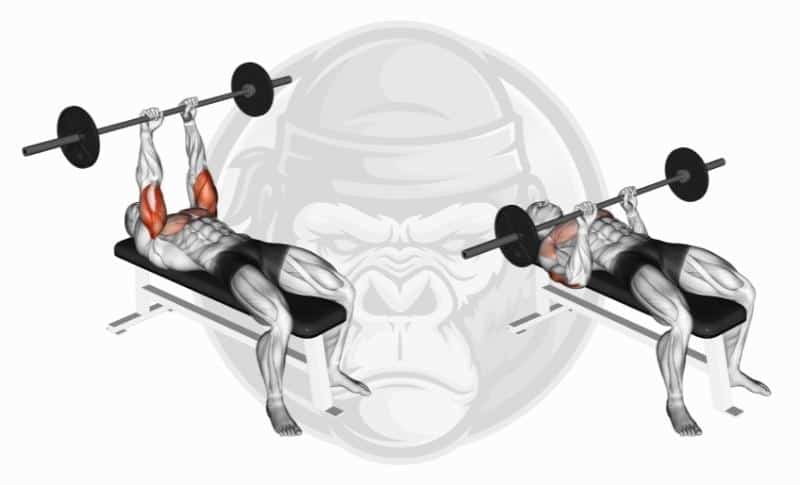 Meilleurs exercices pour le triceps avec tête médiale - JM Press