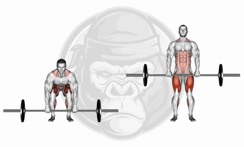 Meilleurs exercices pour les haltères - Deadlifts