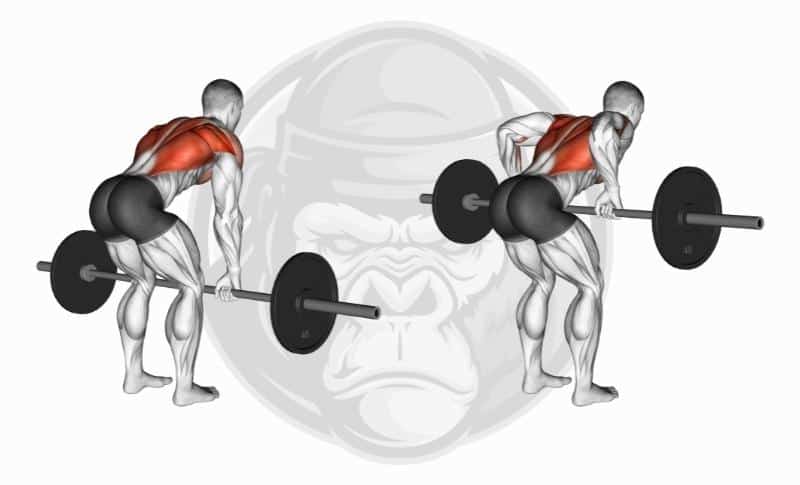 Meilleurs exercices pour les haltères - Flexion des bras