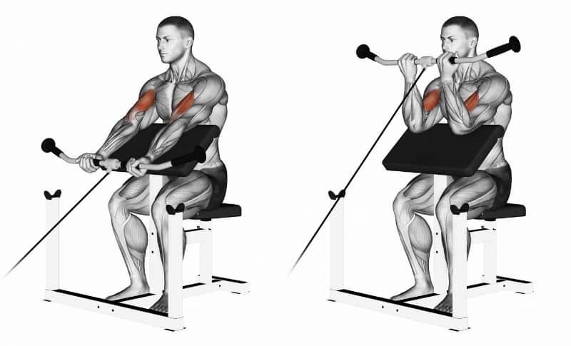 Meilleurs exercices pour les biceps - Cable Curls