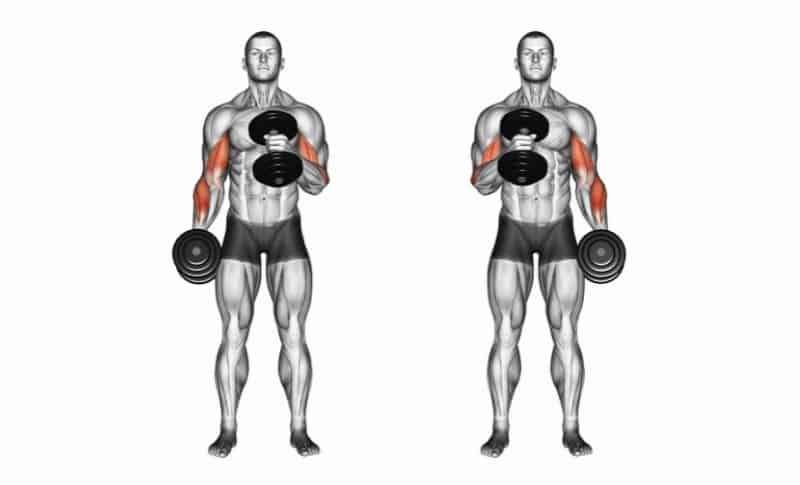 Meilleurs exercices pour les biceps - Hammer Curls