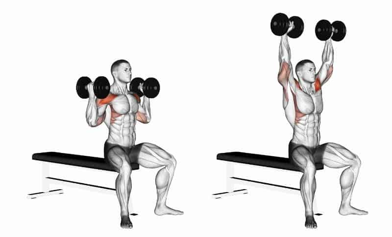 Meilleurs exercices pour les deltas latéraux - Arnold Press
