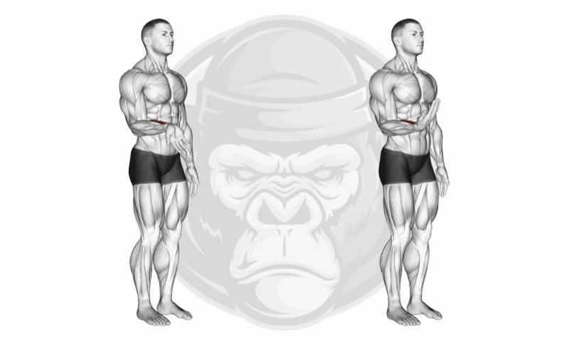 Meilleurs exercices pour les avant-bras - Flexions des poignets avec haltères