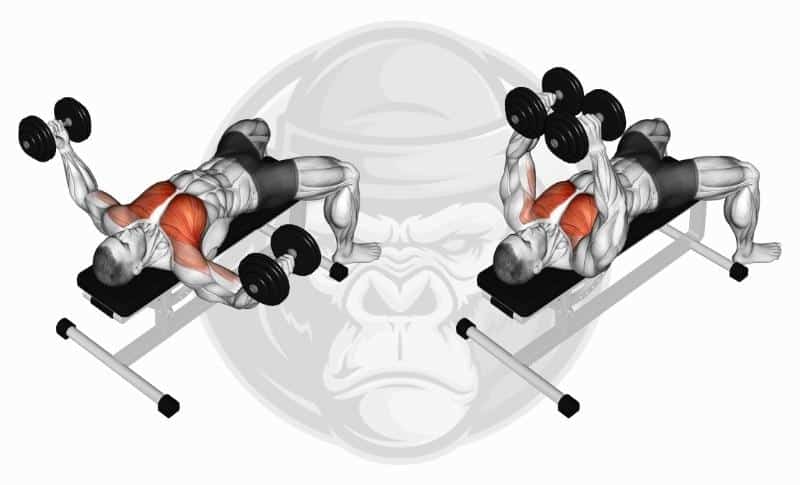 Meilleurs exercices avec haltères - Pectoraux