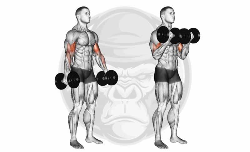 Meilleurs exercices avec haltères - Flexion des biceps
