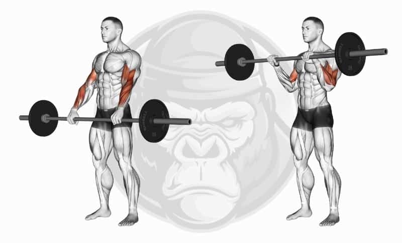 Meilleurs exercices de préhension - Curls inversés