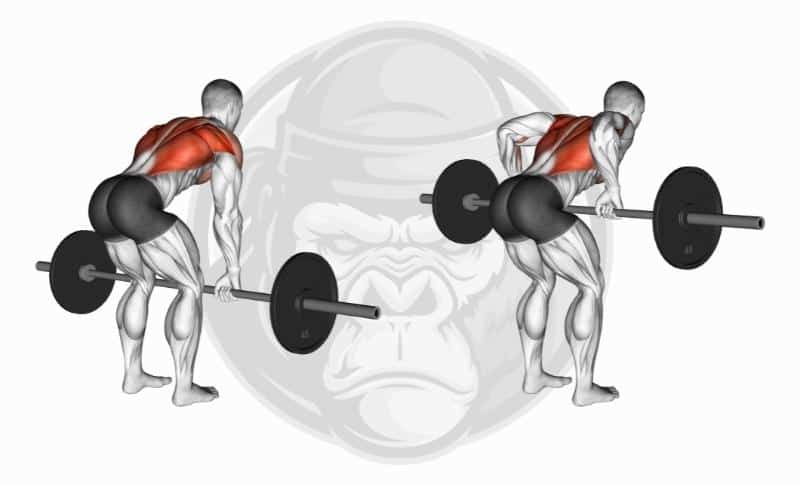Meilleurs exercices pour le dos - Flexion des bras