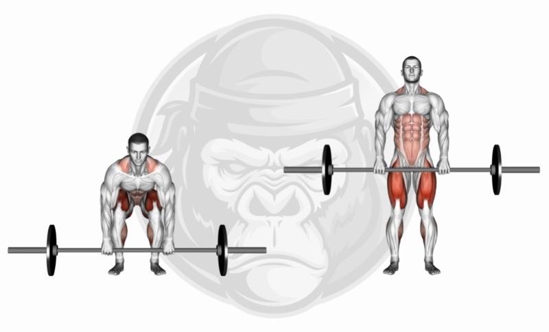 Meilleurs exercices pour le dos - Deadlifts avec haltères