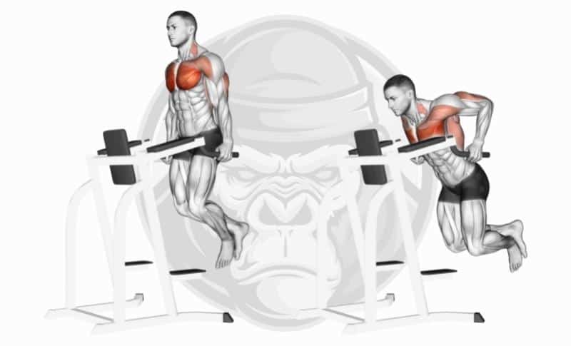 Meilleurs exercices pour les pectoraux - Dips pour les pectoraux