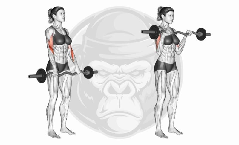 Meilleurs exercices pour les bras - Reverse-Grip EZ Bar Curls