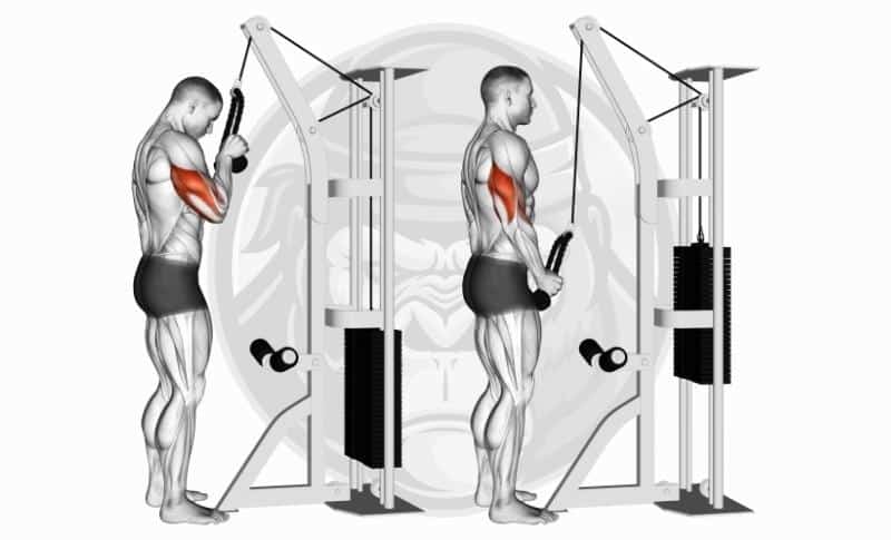 Meilleurs exercices pour les bras - Poussées du triceps