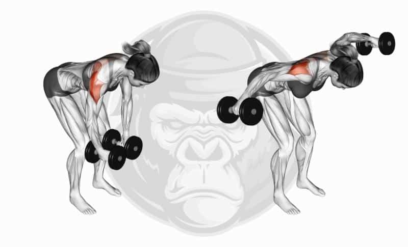 Meilleurs exercices pour les épaules - Flexion de l'épaule inversée