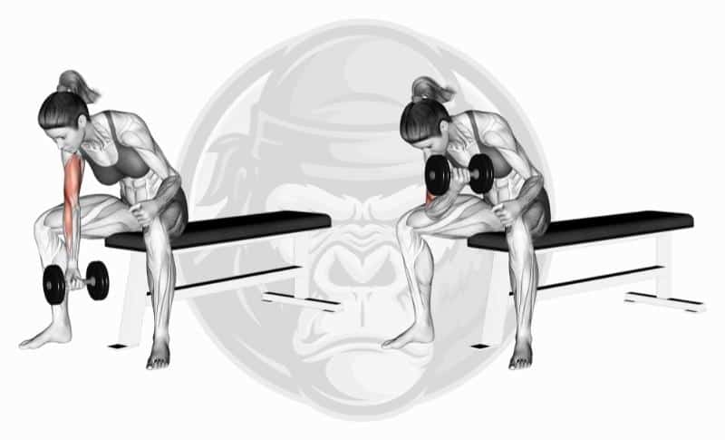 Meilleurs exercices pour les biceps à tête longue - Flexion de la tête