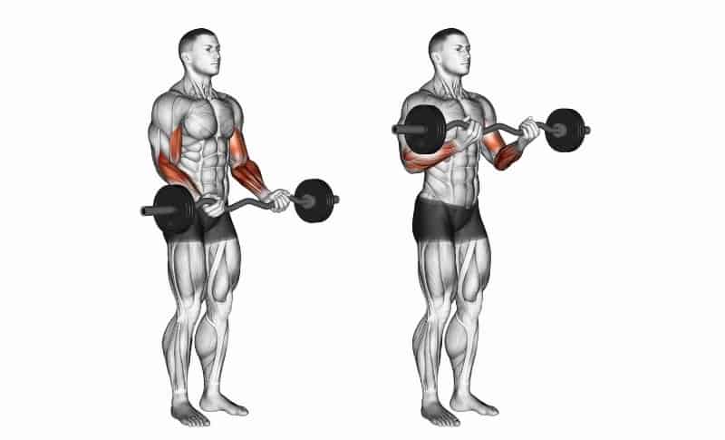 Meilleurs exercices pour les biceps - Drag Curls