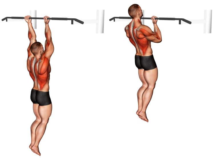 Tractions à la barre Tractions à la barre