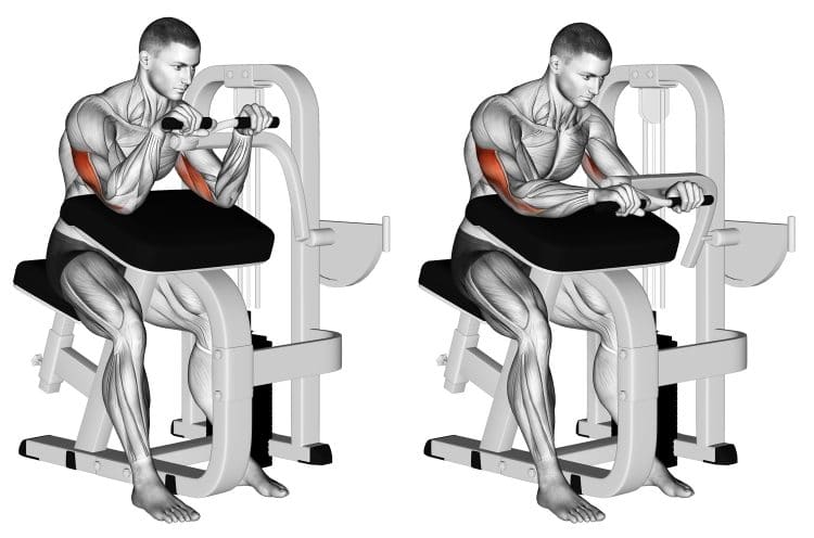 Extension des triceps à la machine Extension des triceps à la machine