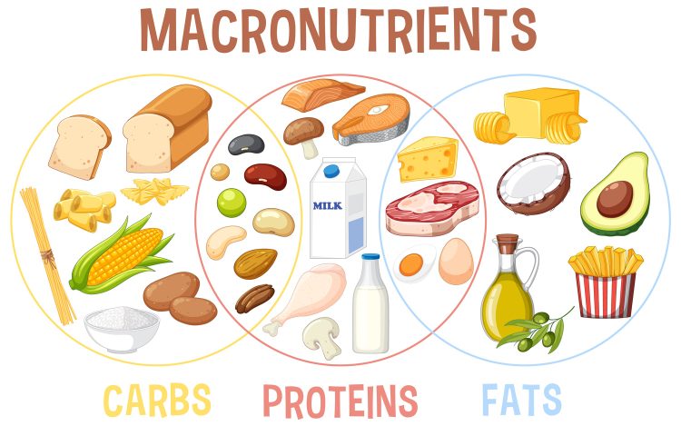 Macronutriments alimentaires Macronutriments alimentaires