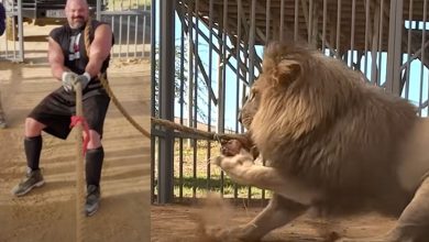 M. Beast défie Brian Shaw à un bras de fer contre un lion - Fitness Volt