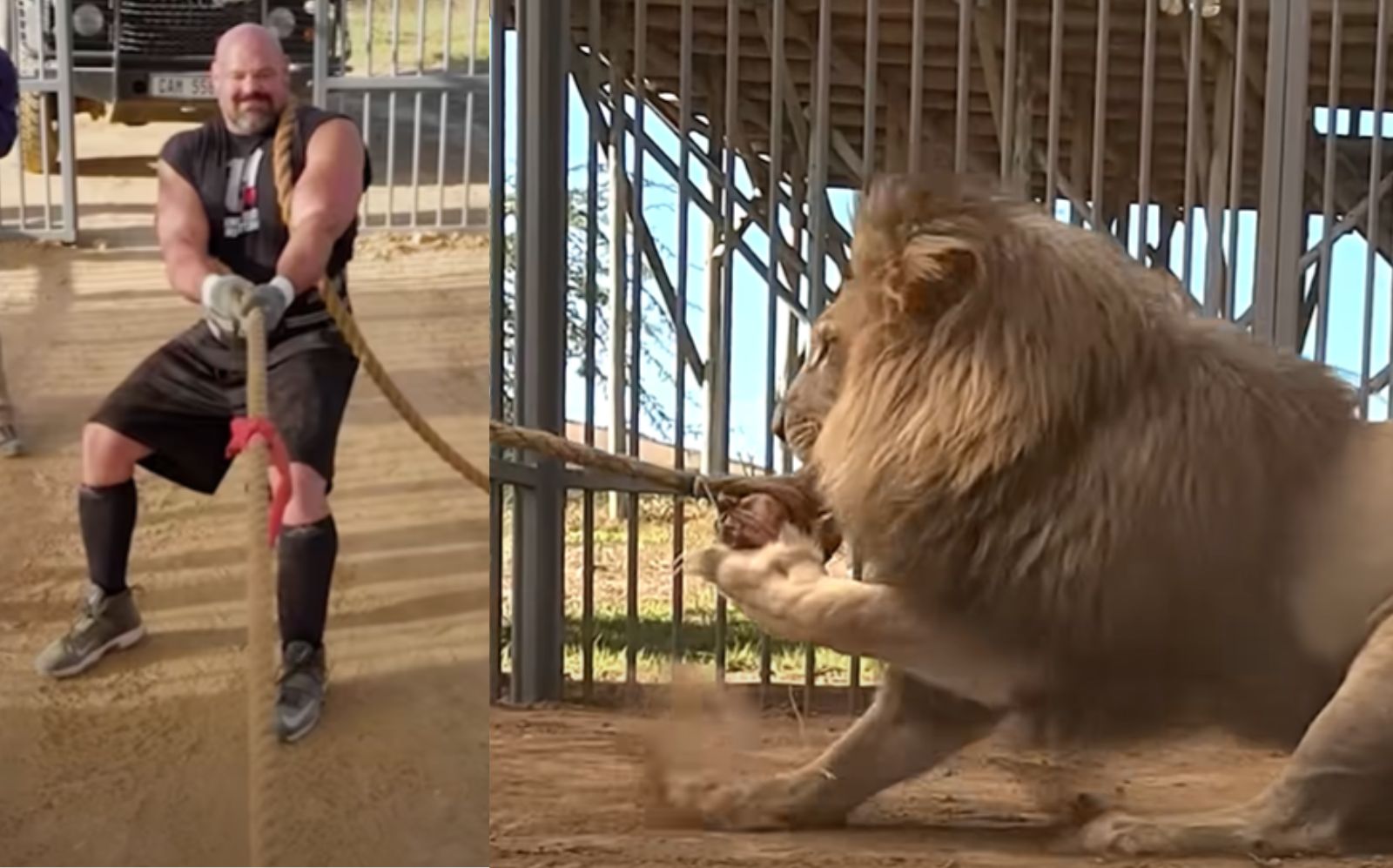 M. Beast défie Brian Shaw à un bras de fer contre un lion - Fitness Volt